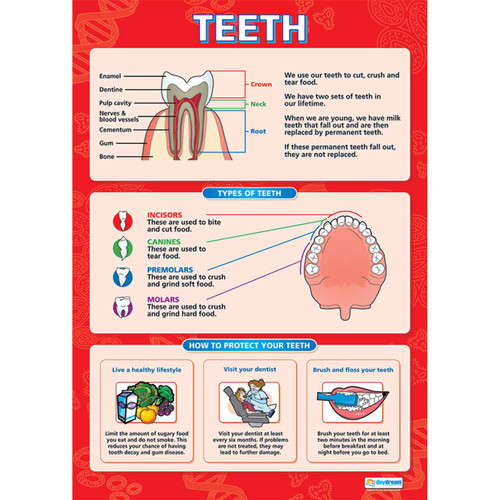 School Charts - Teeth Laminated